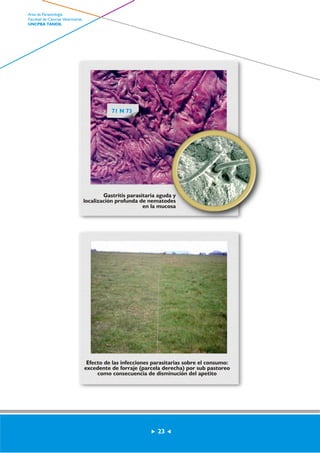 Gastritis parasitaria aguda y 
localización profunda de nematodes 
en la mucosa 
Efecto de las infecciones parasitarias sobre el consumo: 
excedente de forraje (parcela derecha) por sub pastoreo 
como consecuencia de disminución del apetito 
23 
71 N 73 
Area de Parasitología 
Facultad de Ciencias Veterinarias 
UNCPBA TANDIL 
 