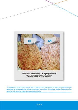18 64 
Hipertrofia e hiperplasia (Nº 64) de abomaso 
como consecuencia de infecciones 
parasitarias de otoño e invierno. 
Las pérdidas que se producen durante el otoño e invierno como consecuencia de infecciones permanentes por 
nematodes, no son compensadas durante la primavera. Los novillitos y vaquillonas deberán permanecer en el 
campo por más tiempo para llegar al peso apropiado de faena. 
24 
 