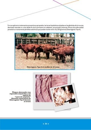 Si no se aplicaron tratamientos preventivos apropiados, las larvas hipobióticas alojadas en las glándulas de la mucosa 
abomasal reanudan su ciclo desde fin de la primavera en adelante, provocando síntomas clínicos de enfermedad 
parasitaria o nuevamente pérdidas subclínicas que pueden oscilar entre 10 y 20 kg/animal (Ostertagiosis Tipo II). 
Ostertagiosis Tipo II en novillos de 18 meses 
Pliegues abomasales muy 
engrosados (izquierda) y con 
aspecto de 
“cuero de carpincho” 
(derecha) consecuencia de 
Ostertagiosis Tipo II durante 
el verano 
26 
 