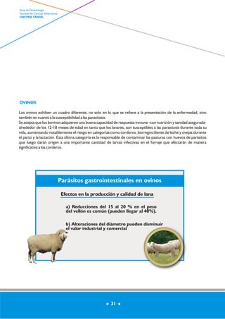 OVINOS 
Los ovinos exhiben un cuadro diferente, no solo en lo que se refiere a la presentación de la enfermedad, sino 
también en cuanto a la susceptibilidad a las parasitosis. 
Se acepta que los bovinos adquieren una buena capacidad de respuesta inmune -con nutrición y sanidad asegurada-alrededor 
de los 12-18 meses de edad en tanto que los lanares, son susceptibles a las parasitosis durante toda su 
vida, aumentando notablemente el riesgo en categorías como corderos, borregos diente de leche y ovejas durante 
el parto y la lactación. Esta última categoría es la responsable de contaminar las pasturas con huevos de parásitos 
que luego darán origen a una importante cantidad de larvas infectivas en el forraje que afectarán de manera 
significativa a los corderos. 
Parásitos gastrointestinales en ovinos 
Efectos en la producción y calidad de lana 
a) Reducciones del 15 al 20 % en el peso 
del vellón es común (pueden llegar al 40%). 
b) Alteraciones del diámetro pueden disminuir 
el valor industrial y comercial 
31 
Area de Parasitología 
Facultad de Ciencias Veterinarias 
UNCPBA TANDIL 
 