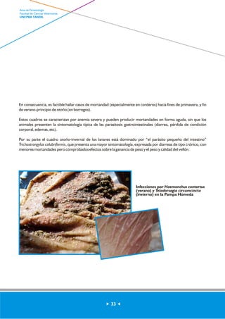 En consecuencia, es factible hallar casos de mortandad (especialmente en corderos) hacia fines de primavera, y fin 
de verano-principio de otoño (en borregos). 
Estos cuadros se caracterizan por anemia severa y pueden producir mortandades en forma aguda, sin que los 
animales presenten la sintomatología típica de las parasitosis gastrointestinales (diarrea, pérdida de condición 
corporal, edemas, etc). 
Por su parte el cuadro otoño-invernal de los lanares está dominado por “el parásito pequeño del intestino” 
Trichostrongylus colubriformis, que presenta una mayor sintomatología, expresada por diarreas de tipo crónico, con 
menores mortandades pero comprobados efectos sobre la ganancia de peso y el peso y calidad del vellón. 
Infecciones por Haemonchus contortus 
(verano) y Teladorsagia circumcincta 
(invierno) en la Pampa Húmeda 
33 
Area de Parasitología 
Facultad de Ciencias Veterinarias 
UNCPBA TANDIL 
 