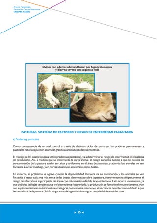 Ovinos con edema submandibular por hipoproteinemia 
y diarrea severa con caquexia final 
PASTURAS, SISTEMAS DE PASTOREO Y RIESGO DE ENFERMEDAD PARASITARIA 
a) Praderas y pastizales 
Como consecuencia de un mal control a través de distintos ciclos de pastoreo, las praderas permanentes y 
pastizales naturales pueden acumular grandes cantidades de larvas infectivas. 
El manejo de los pastoreos (sea sobre praderas o pastizales), va a determinar el riesgo de enfermedad en el sistema 
de producción. Así, a medida que se incrementa la carga animal, el riesgo aumenta debido a que los niveles de 
contaminación de la pastura suelen ser altos y uniformes en el área de pastoreo, y además los animales se ven 
forzados a comer más bajo, y en ciertas situaciones en cercanía de las bostas. 
En invierno, el problema se agrava cuando la disponibilidad forrajera va en disminución y los animales se ven 
forzados a pastar cada vez más cerca de las bostas diseminadas sobre la pastura, incrementando peligrosamente el 
riesgo de infección al ingerir pasto de áreas con máxima densidad de larvas infectivas. Esto ocurre usualmente, ya 
que debido a las bajas temperaturas y el decreciente fotoperíodo, la producción de forraje se limita seriamente. Aún 
con suplementaciones nutricionales estratégicas, los animales mantienen altas chances de enfermarse debido a que 
la corta altura de la pastura (5-10 cm) garantiza la ingestión de una gran cantidad de larvas infectivas 
35 
Area de Parasitología 
Facultad de Ciencias Veterinarias 
UNCPBA TANDIL 
 