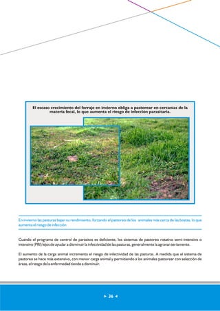 El escaso crecimiento del forraje en invierno obliga a pastorear en cercanías de la 
materia fecal, lo que aumenta el riesgo de infección parasitaria. 
En invierno las pasturas bajan su rendimiento, forzando el pastoreo de los animales más cerca de las bostas, lo que 
aumenta el riesgo de infección 
Cuando el programa de control de parásitos es deficiente, los sistemas de pastoreo rotativo semi-intensivo o 
intensivo (PRI) lejos de ayudar a disminuir la infectividad de las pasturas, generalmente la agravan seriamente. 
El aumento de la carga animal incrementa el riesgo de infectividad de las pasturas. A medida que el sistema de 
pastoreo se hace más extensivo, con menor carga animal y permitiendo a los animales pastorear con selección de 
áreas, el riesgo de la enfermedad tiende a disminuir. 
36 
 