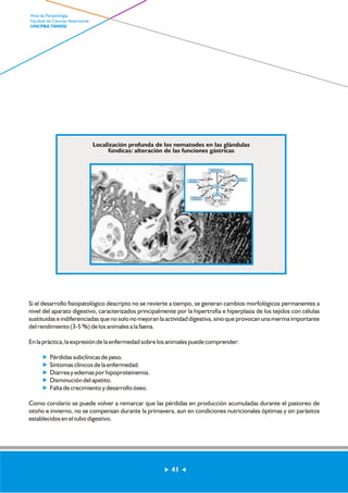 Localización profunda de los nematodes en las glándulas 
fúndicas: alteración de las funciones gástricas 
PEPSINÓGENO AL 
LUMEN ABOMASAL 
PEPSI 
NÓGENO 
PROTEÍNAS 
PLASMÁTICAS 
PEPSI 
NÓGENO 
PROTEÍNAS 
PLASMÁTICAS 
PEPSINÓGENO 
PLASMÁTICO 
Si el desarrollo fisiopatológico descripto no se revierte a tiempo, se generan cambios morfológicos permanentes a 
nivel del aparato digestivo, caracterizados principalmente por la hipertrofia e hiperplasia de los tejidos con células 
sustituidas e indiferenciadas que no solo no mejoran la actividad digestiva, sino que provocan una merma importante 
del rendimiento (3-5 %) de los animales a la faena. 
En la práctica, la expresión de la enfermedad sobre los animales puede comprender: 
? Pérdidas subclínicas de peso. 
? Síntomas clínicos de la enfermedad. 
? Diarrea y edemas por hipoproteinemia. 
? Disminución del apetito. 
? Falta de crecimiento y desarrollo óseo. 
Como corolario se puede volver a remarcar que las pérdidas en producción acumuladas durante el pastoreo de 
otoño e invierno, no se compensan durante la primavera, aun en condiciones nutricionales óptimas y sin parásitos 
establecidos en el tubo digestivo. 
41 
Area de Parasitología 
Facultad de Ciencias Veterinarias 
UNCPBA TANDIL 
 