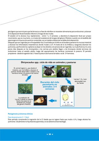glucógeno que servirá para que las larvas en su fase de vida libre no necesiten alimentarse para evolucionar y alcanzar 
en la deposición fecal el estadío infectivo L3 luego de dos mudas. 
El estadío L3 lo alcanza muy rápidamente – entre 1 y 3 semanas- y abandona la deposición fecal por propio 
movimiento, que es muy lento, o a través de la asistencia de hongos del género Pilobolus cuando con el estallido del 
esporangio en el que se encuentran contenidas, son arrojadas a distancias variables de la deposición. 
Después que son ingeridas por el hospedador las L3 activadas por la bilis en el duodeno penetran la mucosa intestinal 
y alcanzan los linfonódulos mesentéricos donde mudan a L4. A través de la vía linfática y sanguínea alcanzan los 
pulmones y perforando los capilares se alojan en los alvéolos a la semana de ser ingeridas. La muda final ocurre unos 
pocos días después en los bronquiolos y los vermes pre adultos llegan a los bronquios donde terminan de 
evolucionar hasta el estadío adulto; luego del apareamiento las hembras comienzan la postura. El período 
prepatente –desde la ingestión de L1 hasta la postura de huevos larvados- es de 3-4 semanas. 
Dictyocaulus spp.: ciclo de vida en animales y pasturas 
EL animal ingiere L3 que desde el 
intestino, por vía linfática, alcanzan el 
pulmón donde desarrollan a adultos y las 
hembras inician a la postura de huevos 
larvados. 
La traslación de 
Larvas 3 desde la materia 
fecal a las pasturas es 
facilitada por hongos 
del género Pilobolus 
Duración del ciclo 
parasitario en 
animales: 3-4 
semanas 
Larvas 1 (L1) son 
eliminadas con 
las heces 
L1 L2 L3 
en la deposición fecal 
Patogénesis y síntomas clínicos 
Fase de penetración (1- 7 días) 
Este período comprende la migración de la L3 desde que se ingiere hasta que muda a L4 y luego alcanza los 
pulmones. Usualmente no hay lesiones aparentes y no se advierte sintomatología. 
80 
 