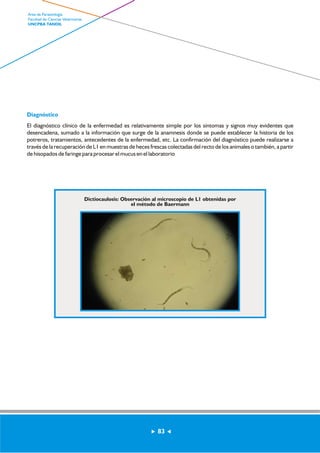 Diagnóstico 
El diagnóstico clínico de la enfermedad es relativamente simple por los síntomas y signos muy evidentes que 
desencadena, sumado a la información que surge de la anamnesis donde se puede establecer la historia de los 
potreros, tratamientos, antecedentes de la enfermedad, etc. La confirmación del diagnóstico puede realizarse a 
través de la recuperación de L1 en muestras de heces frescas colectadas del recto de los animales o también, a partir 
de hisopados de faringe para procesar el mucus en el laboratorio 
Dictiocaulosis: Observación al microscopio de L1 obtenidas por 
el método de Baermann 
83 
Area de Parasitología 
Facultad de Ciencias Veterinarias 
UNCPBA TANDIL 
 