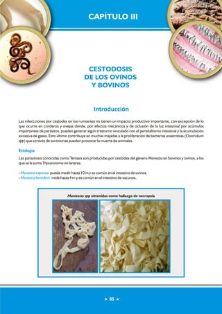 CAPÍTULO III 
CESTODOSIS 
DE LOS OVINOS 
Y BOVINOS 
Introducción 
Las infeccciones por cestodes en los rumiantes no tienen un impacto productivo importante, con excepción de lo 
que ocurre en corderos y ovejas donde, por efectos mecánicos y de oclusión de la luz intestinal por acúmulos 
importantes de parásitos, pueden generar algún trastorno vinculado con el peristaltismo intestinal y la acumulación 
excesiva de gases. Esto último contribuye en muchas majadas a la proliferación de bacterias anaerobias (Clostridium 
spp) que a través de sus toxinas pueden provocar la muerte de animales. 
Etiología 
Las parasitosis conocidas como Teniasis son producidas por cestodes del género Moniezia en bovinos y ovinos, a los 
que se le suma Thysanosoma en lanares. 
- Moniezia expansa: 
puede medir hasta 10 m y es común en el intestino de ovinos. 
- Moniezia benedeni: 
mide hasta 4 m y es común en el intestino de vacunos. 
Moniezias spp obtenidas como hallazgo de necropsia 
85 
 
