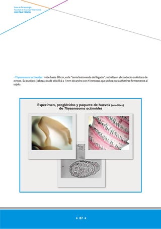 - Thysanosoma actinoides: mide hasta 30 cm, es la “tenia festoneada del hígado”, se halla en el conducto colédoco de 
ovinos. Su escólex (cabeza) es de sólo 0,6 a 1 mm de ancho con 4 ventosas que utiliza para adherirse firmemente al 
tejido. 
Especimen, proglótidos y paquete de huevos (uno libre) 
de Thysanosoma actinoides 
87 
Area de Parasitología 
Facultad de Ciencias Veterinarias 
UNCPBA TANDIL 
 