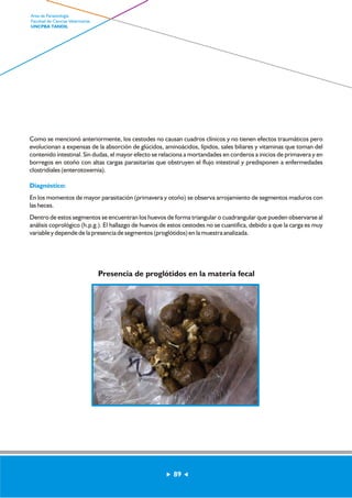 Como se mencionó anteriormente, los cestodes no causan cuadros clínicos y no tienen efectos traumáticos pero 
evolucionan a expensas de la absorción de glúcidos, aminoácidos, lípidos, sales biliares y vitaminas que toman del 
contenido intestinal. Sin dudas, el mayor efecto se relaciona a mortandades en corderos a inicios de primavera y en 
borregos en otoño con altas cargas parasitarias que obstruyen el flujo intestinal y predisponen a enfermedades 
clostridiales (enterotoxemia). 
Diagnóstico: 
En los momentos de mayor parasitación (primavera y otoño) se observa arrojamiento de segmentos maduros con 
las heces. 
Dentro de estos segmentos se encuentran los huevos de forma triangular o cuadrangular que pueden observarse al 
análisis coprológico (h.p.g.). El hallazgo de huevos de estos cestodes no se cuantifica, debido a que la carga es muy 
variable y depende de la presencia de segmentos (proglótidos) en la muestra analizada. 
Presencia de proglótidos en la materia fecal 
89 
Area de Parasitología 
Facultad de Ciencias Veterinarias 
UNCPBA TANDIL 
 