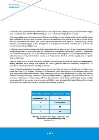 El miracidio tiene aproximadamente el tamaño del huevo, es piriforme, ciliado y se mueve activamente en el agua 
hasta encontrar el hospedador intermediario, que es un pequeño caracol del género Limnaea. 
Estos caracoles tienen un comportamiento anfibio, encontrándose amplias colonias en las márgenes de los cursos 
poco profundos de agua corriente o drenajes, mezclados entre el barro superficial del lecho o de los bordes. Se han 
descripto dos especies en nuestro país, capaces de ser intermediarios de F. hepatica: Limnaea viatrix y Limnaea 
columella. Esta última especie ha sido descripta en la Mesopotamia solamente, mientras que la primera está 
ampliamente difundida en todo el país. 
La abundancia en el ambiente de estos caracoles depende también de la temperatura, lo que confiere características 
biológicas regionales; así, en la región de Cuyo los ejemplares adultos se encuentran en la primavera y los juveniles 
hacia fines del verano y otoño, con un período de inactividad entre mayo y agosto a causa de las bajas temperaturas. 
Esto contrasta con lo que normalmente sucede en la Mesopotamia, donde la actividad reproductiva se registra 
durante todo el año. 
Luego de penetrar en el caracol, el miracidio evoluciona a otros estadíos de desarrollo denominados esporocisto, 
redia y cercaria, en un tiempo que depende del caracol, grado de infección, humedad y temperatura. En 
condiciones naturales puede variar entre 3 y 12 semanas. 
Las cercarias son expulsadas del caracol y presentan una gran movilidad que les permite desplazarse por el agua hasta 
ciertas distancias. En pocas horas (3-4) alcanzan los forrajes del medio, generalmente en la línea de contacto con el 
agua, adquiriendo una forma quística sin cola y rodeada por una secreción especial que las proteje y les permite 
adherirse a las hojas del forraje. Esta forma se denomina metacercaria y luego de 8-10 días de maduración está en 
condiciones de infectar a su hospedador definitivo. Es resistente a las variaciones ambientales, aunque las altas 
temperaturas del verano acortan notoriamente su viabilidad, en tanto que las condiciones climáticas del invierno y la 
primavera son favorables para mantener la viabilidad durante esas estaciones. 
Desarrollo a cercaria en caracol Limnaea viatrix 
Temperatura (ºC) Días 
10 Sin desarrollo 
15 82 
35 22 
Tiempo necesario para llegar a cercarias bajo 
condiciones de humedad constante 
(adaptado de Nari, A., 1991) 
93 
Area de Parasitología 
Facultad de Ciencias Veterinarias 
UNCPBA TANDIL 
 