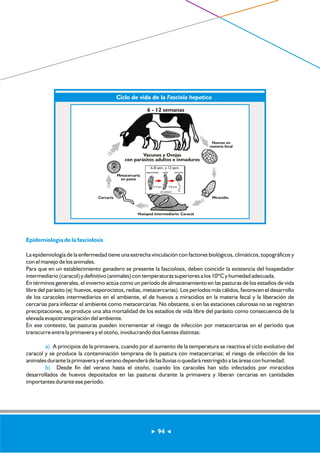Cercaria 
Epidemiología de la fasciolosis 
Ciclo de vida de la Fasciola hepatica 
6 - 12 semanas 
Vacunos y Ovejas 
con parásitos adultos e inmaduros 
6-8 sem. a 12 sem. 
esporocisto redia cercaria 
2-4 sem 4-8 sem 
en caracol 
Huevos en 
materia fecal 
Miracidio 
Metacercaria 
en pasto 
Huésped intermediario: Caracol 
La epidemiología de la enfermedad tiene una estrecha vinculación con factores biológicos, climáticos, topográficos y 
con el manejo de los animales. 
Para que en un establecimiento ganadero se presente la fasciolosis, deben coincidir la existencia del hospedador 
intermediario (caracol) y definitivo (animales) con temperaturas superiores a los 10ºC y humedad adecuada. 
En términos generales, el invierno actúa como un período de almacenamiento en las pasturas de los estadíos de vida 
libre del parásito (ej: huevos, esporocistos, redias, metacercarias). Los períodos más cálidos, favorecen el desarrollo 
de los caracoles intermediarios en el ambiente, el de huevos a miracidios en la materia fecal y la liberación de 
cercarias para infectar el ambiente como metacercarias. No obstante, si en las estaciones calurosas no se registran 
precipitaciones, se produce una alta mortalidad de los estadíos de vida libre del parásito como consecuencia de la 
elevada evapotranspiración del ambiente. 
En ese contexto, las pasturas pueden incrementar el riesgo de infección por metacercarias en el período que 
transcurre entre la primavera y el otoño, involucrando dos fuentes distintas: 
a) 
b) 
A principios de la primavera, cuando por el aumento de la temperatura se reactiva el ciclo evolutivo del 
caracol y se produce la contaminación temprana de la pastura con metacercarias; el riesgo de infección de los 
animales durante la primavera y el verano dependerá de las lluvias o quedará restringido a las áreas con humedad. 
Desde fin del verano hasta el otoño, cuando los caracoles han sido infectados por miracidios 
desarrollados de huevos depositados en las pasturas durante la primavera y liberan cercarias en cantidades 
importantes durante ese período. 
94 
 