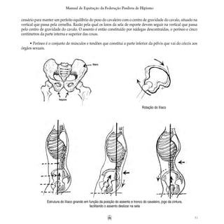 51
Manual de Equitação da Federação Paulista de Hipismo
cessário para manter um perfeito equilíbrio do peso do cavaleiro com o centro de gravidade do cavalo, situado na
vertical que passa pela cernelha. Razão pela qual os loros da sela de esporte devem seguir na vertical que passa
pelo centro de gravidade do cavalo. O assento é então constituído por nádegas descontraídas, o períneo e cinco
centímetros da parte interna e superior das coxas.
• Períneo é o conjunto de músculos e tendões que constitui a parte inferior da pélvis que vai do cóccix aos
órgãos sexuais.
Estrutura do Ilíaco girando em função da posição do assento e tronco do cavaleiro, jogo da cintura,
facilitando o assento deslizar na sela
Ilíaco
Isquios
Rotação do Ilíaco
 