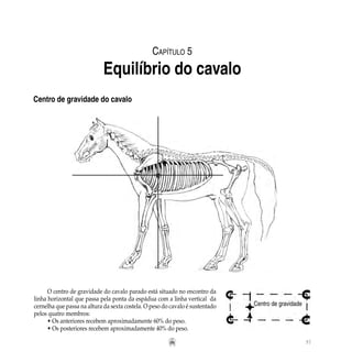 57
O centro de gravidade do cavalo parado está situado no encontro da
linha horizontal que passa pela ponta da espádua com a linha vertical da
cernelha que passa na altura da sexta costela. O peso do cavalo é sustentado
pelos quatro membros:
• Os anteriores recebem aproximadamente 60% do peso.
• Os posteriores recebem aproximadamente 40% do peso.
Capítulo 5
Equilíbrio do cavalo
Centro de gravidade do cavalo
Centro de gravidade
 