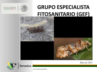 GRUPO ESPECIALISTA
FITOSANITARIO (GEF)
www.senasica.gob.mx
Mayo de 2013
 
