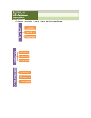 Gimnospermas
Angiospermas
monocotiledóneas
Angiospermas
dicotiledóneas
   47. Explica y dibuja los ciclos de vida de las siguientes plantas:
                Briophyta

                             Musgos
                             Hepáticas
                            Antocerotes
 pterophyta




                   Lycophyta

                Sphenophyta

                Pteridophyta
 Gymnospermas




                   Cycadophyta

                    Ginkgophyta

                  Coniferophyta
 