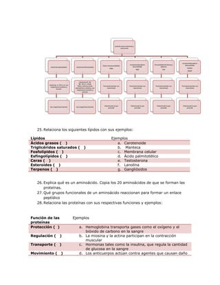 relación entre vitaminas y
                                                                                           coenzimas




                                                                                                                                                           nicotinamida adenín
                                                                                                       nicotinamida adenín     Dinucleótido de flavina y       dinucleótido
                                                                    Flavín mononucleótido
          vitaminas liposolubles        vitaminas hidrosolubles                                            dinucleótido                adenina
                                                                             FMN                                                                                  fosfato
                                                                                                                NAD                      FAD
                                                                                                                                                                  NADP




                                           vitaminas B1, B2
                                           B6, B12, C, ácido
         vitaminas A, D3 E y K, sus
                                         fólico, niacina, ácido     Funciones (anotar sus              Funciones (anotar sus    Funciones (anotar sus      Funciones (anotar sus
           respectivos nombres y
                                       pantoténico y biotina, sus        reacciones)                        reacciones)              reacciones)                reacciones)
                  función
                                        respectivos nombres y
                                                función




                                                                      Vitamina de la que                Vitamina de la que        Vitamina de la que        Vitamina de la que
          Sus respectivas fuentes       Sus respectivas fuentes
                                                                           procede                           procede                   procede                   procede




   25. Relaciona los siguientes lípidos con sus ejemplos:

Lípidos                                                                        Ejemplos
Ácidos grasos ( )                                                                 a. Carotenoide
Triglicéridos saturados (                         )                               b. Manteca
Fosfolípidos ( )                                                                  c. Membrana celular
Esfingolípidos ( )                                                                d. Ácido palmitotélico
Ceras ( )                                                                         e. Testosterona
Esteroides ( )                                                                    f. Lanolina
Terpenos ( )                                                                      g. Gangliósidos


   26. Explica qué es un aminoácido. Copia los 20 aminoácidos de que se forman las
       proteínas.
   27. Qué grupos funcionales de un aminoácido reaccionan para formar un enlace
       peptídico
   28. Relaciona las proteínas con sus respectivas funciones y ejemplos:



Función de las                        Ejemplos
proteínas
Protección ( )                             a. Hemoglobina transporta gases como el oxígeno y el
                                              bióxido de carbono en la sangre
Regulación (           )                   b. La miosina y la actina participan en la contracción
                                              muscular
Transporte (           )                   c. Hormonas tales como la insulina, que regula la cantidad
                                              de glucosa en la sangre
Movimiento (            )                  d. Los anticuerpos actúan contra agentes que causan daño
 