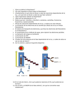 1. Cómo se define la fotosíntesis?
2. ¿En qué organelos se lleva acabo la fotosíntesis?
3. ¿Exactamente en qué sitios se llevan a cabo las reacciones dependientes de la
   luz, y en qué sitio se llevan a cabo las que fijan carbono?
4. ¿Qué organismos realizan la fotosíntesis?
5. ¿Qué son los fotosistemas II y I?
6. Explica qué son: clorofila a, clorofila b, carotenos, xantofilas, ficocianina,
   ficoeritrina y bacterioclorofila
7. Dibuja las reacciones dependientes de la luz, y explica con esos dibujos:
   La excitación de los electrones de la clorofila por efecto de la luz en ambos
   fotosistemas
   El sistema de transporte de electrones, que lleva los electrones del fotosistema
   II al fotosistema I
   El rompimiento de la molécula de agua, para reponer los electrones perdidos
   La liberación del oxígeno al ambiente
   La formación de ATP
   La formación de NADPH
8. ¿Cuáles son los productos de la fase dependiente de la luz, y cuáles de estos se
   van al ciclo de Calvin?
9. Con lo anterior, explica el siguiente diagrama:




10. En el ciclo de Calvin, ¿Con qué sustancia reacciona el CO 2 qué sustancias se
    forman?
11. Con el ATP y el NADPH de la fase anterior, ¿en qué se convierten esas
    substancias?
 