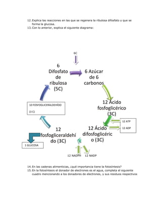 12. Explica las reacciones en las que se regenera la ribulosa difosfato y que se
     forma la glucosa.
 13. Con lo anterior, explica el siguiente diagrama:




                                    6C



                      6
                 Difosfato                  6 Azúcar
                     de                       de 6
                 ribulosa                   carbonos
                    (5C)

  10 FOSFOGLICERALDEHÍDO
                                                         12 Ácido
                                                       fosfoglicérico
  (3 C)
                                                            (3C)
                                                                         12 ATP

                    12                        12 Ácido                   12 ADP

            fosfogliceraldehí              difosfoglicéric
                 do (3C)                       o (3C)
1 GLUCOSA


                               12 NADPH      12 NADP



 14. En las cadenas alimenticias, ¿qué importancia tiene la fotosíntesis?
 15. En la fotosíntesis el donador de electrones es el agua, completa el siguiente
     cuadro mencionando a los donadores de electrones, y sus residuos respectivos
 