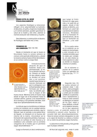 12
COMO ESTA EL BEBÉ
FISIOLOGICAMENTE
Los aspectos fisiológico y emocional,
influyen en la salud del bebé. La nutrición,
el descanso, el sueño, el ejercicio moderado,
y el control prenatal, pueden garantizar la
salud de la madre y del niño, además la
normal evolución del embarazo y el parto.
Describiremos a continuación el desarro-
llo fisiológico del bebé mes a mes.
PRIMERO ES
UN EMBRION 10(2), 11(3), 12(4)
Desde el momento en que el óvulo es
fecundado hasta la octava semana se
conoce como periodo embrionario, y desde
la novena semana hasta el final del embara-
zo se conoce como la etapa fetal.
Inmediatamente
después de que se
fusionan, óvulo y es-
permatozoide, se ini-
cia la división del hue-
vo. Primero se divide
en dos células y estas
se dividen en otras
dos, y así sucesiva-
mente hasta formar la
morula (llamada así
por la semejanza con
la fruta llamada mora),
formada por 64 cé-
lulas. Su tamaño ape-
nas es mayor al del
huevo inicial. Mientras tanto el huevo viaja
desde el lugar de la fecundación hasta la
cavidad uterina, gracias a los movimientos
de la trompa y a las pestañas vibrátiles. Este
viaje dura aproximadamente tres días.
La mórula aquí se transforma en blástula
y entra en contacto con la cavidad uterina
que está ya preparada para recibirla, aquí la
blástula que se asemeja a una pelota llena
de líquido, se introduce en la mucosa del
interior de la matriz, iniciandose así la
formación de la placenta primitiva, hasta que
el huevo se sumerja en esta mucosa y se
establezca una conexión con la corriente
sanguínea de la madre que le permitirá
seguir desarrollándose.10(2)
Luego se formará un disco embrionario,
que luego se trans-
formará en algo pare-
cido a la suela de un
zapato, desde el día
octavo al décimo, y se
formará un canal del
cual derivará el sistema
nervioso. Alrededor
de él se formarán 41
protuberancias, de las
que se formarán las
vértebras y las costi-
llas.
En la cuarta sema-
na el embrión ya es
visible sin microscopio,
y está incluido en la
cavidad amniótica que
lo rodea por comple-
to, en esta misma se-
mana aparece la cabe-
za donde se empieza
a formar el cerebro.
En el extremo o-
puesto de la cabeza
crece un apéndice en
forma de cola, 10(2), 11(3),
12(4)
Segundo mes. En
la cuarta semana el
embrión mide 1 milí-
metro, está sumergido
en el líquido amniótico
y unido por el cordón
umbilical a la placenta,
crece rápidamente y
hasta la sexta semana
se distingue un esbozo
de los ojos, oídos y
fosas olfativas, al finali-
zar la séptima semana,
en la que aparecen
manos y pies, el embrión medirá 30
milímetros y pesará unos 7gramos. El
corazón late aún descompasadamente.
Hacia la octava semana desaparece la cola
y es capaz de levantar su cabeza y mostrar
en su rostro los primeros rasgos humanos.
La placenta es más pesada y más grande
que el propio embrión
Al final del segundo mes, mide 4 centí-
El espermatozoide a
logrado penetrar en el
óvulo. Alrededor están los
espermatozoides que
fallaron (Así nace un niño,
Salvat,1986 pag 10)
El huevo fecundado
empieza un proceso
de división hasta
formar la mórula y la
blástula (Así nace un
niño, Salvat, 1986
pag 14)
10(2) CARRERA Maciá,
DEXEUS, Trias de Bes.
Así nace un niño.
Salvat, Barcelona
1986
11(3) ENCICLOPEDIA
Maternidad y
puericultura. Tomo 1,
Océano, Barcelona,
1997
12(4) WILLIAMS Y
WILKINS: Embriología
Médica. Edb,
Barcelona 1970
En este embrión de 5
semanas ya podemos
distinguir los
miembros y los ojos
(Así nace un niño,
Salvat, 1986 pag 15)
12
 