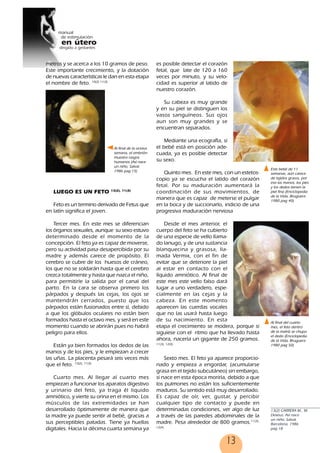 13
metros y se acerca a los 10 gramos de peso.
Este importante crecimiento, y la dotación
de nuevas características le dan en esta etapa
el nombre de feto. 10(2) 11(3)
LUEGO ES UN FETO 13(2), 11(3)
Feto es un termino derivado de Fetus que
en latín significa el joven.
Tercer mes. En este mes se diferencian
los órganos sexuales, aunque su sexo estuvo
determinado desde el momento de la
concepción. El feto ya es capaz de moverse,
pero su actividad pasa desapercibida por su
madre y además carece de propósito. El
cerebro se cubre de los huesos de cráneo,
los que no se soldarán hasta que el cerebro
crezca totalmente y hasta que nazca el niño,
para permitirle la salida por el canal del
parto. En la cara se observa primero los
párpados y después las cejas, los ojos se
mantendrán cerrados, puesto que los
párpados están fusionados entre sí, debido
a que los glóbulos oculares no están bien
formados hasta el octavo mes, y será en este
momento cuando se abrirán pues no habrá
peligro para ellos.
Están ya bien formados los dedos de las
manos y de los pies, y le empiezan a crecer
las uñas. La placenta pesará seis veces más
que el feto. 13(2), 11(3)
Cuarto mes. Al llegar al cuarto mes
empiezan a funcionar los aparatos digestivo
y urinario del feto, ya traga él liquido
amniótico, y vierte su orina en el mismo. Los
músculos de las extremidades se han
desarrollado óptimamente de manera que
la madre ya puede sentir al bebé, gracias a
sus perceptibles patadas. Tiene ya huellas
digitales. Hacia la décima cuarta semana ya
es posible detectar el corazón
fetal, que late de 120 a 160
veces por minuto, y su velo-
cidad es superior al latido de
nuestro corazón.
Su cabeza es muy grande
y en su piel se distinguen los
vasos sanguíneos. Sus ojos
aun son muy grandes y se
encuentran separados.
Mediante una ecografía, si
el bebé está en posición ade-
cuada, ya es posible detectar
su sexo.
Quinto mes. En este mes, con un estetos-
copio ya se escucha el latido del corazón
fetal. Por su maduración aumentará la
coordinación de sus movimientos, de
manera que es capaz de meterse el pulgar
en la boca y de succionarlo, indicio de una
progresiva maduración nerviosa
Desde el mes anterior, el
cuerpo del feto se ha cubierto
de una especie de vello llama-
do lanugo, y de una sustancia
blanquecina y grasosa, lla-
mada Vermix, con el fin de
evitar que se deteriore la piel
al estar en contacto con el
líquido amniótico. Al final de
este mes este vello falso dará
lugar a uno verdadero, espe-
cialmente en las cejas y la
cabeza. En este momento
aparecen las cuerdas vocales
que no las usará hasta luego
de su nacimiento. En esta
etapa el crecimiento se modera, porque si
siguiese con el ritmo que ha llevado hasta
ahora, nacería un gigante de 250 gramos.
11(3), 12(4)
Sexto mes. El feto ya aparece proporcio-
nado y empieza a engordar, (acumularse
grasa en el tejido subcutáneo) sin embargo,
si nace en esta época moriría, debido a que
los pulmones no están los suficientemente
maduros. Su sentido está muy desarrollado.
Es capaz de oír, ver, gustar, y percibir
cualquier tipo de contacto y puede en
determinadas condiciones, ver algo de luz
a través de las paredes abdominales de la
madre. Pesa alrededor de 800 gramos.11(3),
12(4)
Al final de la octava
semana, el embrión
muestra rasgos
humanos (Así nace
un niño, Salvat
1986 pag 15) Este bebé de 11
semanas, aún carece
de tejidos grasos, por
eso las manos, los pies
y los dedos tienen la
piel fina (Enciclopedia
de la Vida, Bruguera
1980 pag 40)
Al final del cuarto
mes, el feto dentro
de la matríz se chupa
el dedo (Enciclopedia
de la Vida, Bruguera
1980 pag 50)
13(2) CARRERA M., M.
Dexeus. Así nace
un niño, Salvat,
Barcelona, 1986
pag 18
13
 