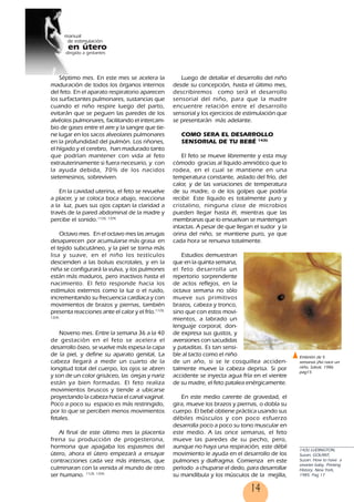 14
Séptimo mes. En este mes se acelera la
maduración de todos los órganos internos
del feto. En el aparato respiratorio aparecen
los surfactantes pulmonares, sustancias que
cuando el niño respire luego del parto,
evitarán que se peguen las paredes de los
alvéolos pulmonares, facilitando el intercam-
bio de gases entre el aire y la sangre que tie-
ne lugar en los sacos alveolares pulmonares
en la profundidad del pulmón. Los riñones,
el hígado y el cerebro, han madurado tanto
que podrían mantener con vida al feto
extrauterinamente si fuera necesario, y con
la ayuda debida, 70% de los nacidos
sietemesinos, sobreviven.
En la cavidad uterina, el feto se revuelve
a placer, y se coloca boca abajo, reacciona
a la luz, pues sus ojos captan la claridad a
través de la pared abdominal de la madre y
percibe el sonido.11(3), 12(4)
Octavo mes. En el octavo mes las arrugas
desaparecen por acumularse más grasa en
el tejido subcutáneo, y la piel se torna más
lisa y suave, en el niño los testículos
descienden a las bolsas escrotales, y en la
niña se configurará la vulva, y los pulmones
están más maduros, pero inactivos hasta el
nacimiento. El feto responde hacia los
estímulos externos como la luz o el ruido,
incrementando su frecuencia cardíaca y con
movimientos de brazos y piernas, también
presenta reacciones ante el calor y el frío.11(3),
12(4)
Noveno mes. Entre la semana 36 a la 40
de gestación en el feto se acelera el
desarrollo óseo, se vuelve más espesa la capa
de la piel, y define su aparato genital, La
cabeza llegará a medir un cuarto de la
longitud total del cuerpo, los ojos se abren
y son de un color grisáceo, las orejas y nariz
están ya bien formadas. El feto realiza
movimientos bruscos y tiende a ubicarse
proyectando la cabeza hacia el canal vaginal.
Poco a poco su espacio es más restringido,
por lo que se perciben menos movimientos
fetales.
Al final de este último mes la placenta
frena su producción de progesterona,
hormona que apagaba los espasmos del
útero, ahora el útero empezará a ensayar
contracciones cada vez más intensas, que
culminaran con la venida al mundo de otro
ser humano. 11(3), 12(4)
Luego de detallar el desarrollo del niño
desde su concepción, hasta el último mes,
describiremos como será el desarrollo
sensorial del niño, para que la madre
encuentre relación entre el desarrollo
sensorial y los ejercicios de estimulación que
se presentarán más adelante.
COMO SERA EL DESARROLLO
SENSORIAL DE TU BEBÉ 14(5)
El feto se mueve libremente y esta muy
cómodo gracias al líquido amniótico que lo
rodea, en el cual se mantiene en una
temperatura constante, aislado del frío, del
calor, y de las variaciones de temperatura
de su madre, o de los golpes que podría
recibir. Este líquido es totalmente puro y
cristalino, ninguna clase de microbios
pueden llegar hasta él, mientras que las
membranas que lo envuelvan se mantengan
intactas. A pesar de que llegan el sudor y la
orina del niño, se mantiene puro, ya que
cada hora se renueva totalmente.
Estudios demuestran
que en la quinta semana,
el feto desarrolla un
repertorio sorprendente
de actos reflejos, en la
octava semana no sólo
mueve sus primitivos
brazos, cabeza y tronco,
sino que con estos movi-
mientos, a labrado un
lenguaje corporal, don-
de expresa sus gustos, y
aversiones con sacudidas
y pataditas. Es tan sensi-
ble al tacto como el niño
de un año, si se le cosquillea acciden-
talmente mueve la cabeza deprisa. Si por
accidente se inyecta agua fría en el vientre
de su madre, el feto patalea enérgicamente.
En este medio carente de gravedad, el
gira, mueve los brazos y piernas, o dobla su
cuerpo. El bebé obtiene práctica usando sus
débiles músculos y con poco esfuerzo
desarrolla poco a poco su tono muscular en
este medio. A las once semanas, el feto
mueve las paredes de su pecho, pero,
aunque no haya una respiración, este débil
movimiento le ayuda en el desarrollo de los
pulmones y diafragma. Comienza en este
período a chuparse el dedo, para desarrollar
su mandíbula y los músculos de la mejilla,
Embrión de 5
semanas (Así nace un
niño, Salvat, 1986
pag15
14(5) LUDINGTON,
Susan, GOLANT,
Susan: How to have a
smarter baby, Printing
History, New York,
1985, Pag 17
14
 