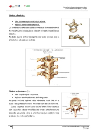 Escola Secundária de Montemor-o-Novo
Curso de Técnico de Apoio à Gestão
Desportiva
69 Estudo do Movimento/ Modulo1 – Osteologia e
Artrologia
Professora: SabinaTique
Vértebra Torácica:
• Têm apófises espinhosas longas e finas;
• Apófises transversas compridas.
As primeiras 10 vértebras torácicas têm nas suas apófisestransversas
facetas articulares pelas quais se articulam com as tuberosidades das
costelas.
Nos bordos superior e inferior do corpo há ainda facetas adicionais onde se
articulam as cabeças das costelas.
Vértebras Lombares (L):
• Têm corpos largos e espessos;
• Apófises espinhosas fortes e rectangulares.
As apófises articulares superiores estão internamente viradas uma para a
outra e as apófises articulares inferiores viram-se externamente.
Quando a superfície articular superior de uma vértebra lombar se articula
com a superfície articular inferior da outra vértebra lombar tomam uma
disposição que aumenta a força da parte inferior da coluna vertebral e limita
a rotação das vértebras lombares.
 