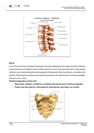 Escola Secundária de Montemor-o-Novo
Curso de Técnico de Apoio à Gestão
Desportiva
70 Estudo do Movimento/ Modulo1 – Osteologia e
Artrologia
Professora: SabinaTique
Sacro
O sacro tem aformade umapirâmidequadrangularcom a basevoltada paracimae oápice parabaixo. Articula-se
superiormente com a 5ª vértebra lombar e inferiormentecom o cóccix. Esse osso nadamais é a fusão de cinco
vértebras, quenacriançaainda podem estar separadas. Eleapresenta4 faces:duaslaterais, umaanteriore uma
posterior.Possuitambém umabase,queéproximalesearticulacom a5ºvertebrallombar;eumápice,queédistale
articula-se com o cóccix.
Vértebras Sagradas ou Sacro (S):
• Osso ímpar, mediano e simétrico, resultante da fusão de cinco vértebras sagradas.
• Possui uma face anterior, uma posterior, duas laterais, uma base e um vértice.
 