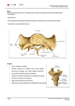 Escola Secundária de Montemor-o-Novo
Curso de Técnico de Apoio à Gestão
Desportiva
72 Estudo do Movimento/ Modulo1 – Osteologia e
Artrologia
Professora: SabinaTique
Base:
É proximal e articula-se com a 5º vértebra lombar. Possui as seguintes estruturas apontadas abaixo
- Promontório
- Asas Sacrais
- Processos ArticularesSuperiores Direitoe Esquerdo- articulam-se com a quintavértebralombar
- Canal Sacral- canalvertebral do sacro.
Cóccix:
• Ímpar, mediano e simétrico;
• Consiste usualmente em 4 vértebras mais ou menos fundidas,
que formam um triângulo, com o vértice orientado inferiormente
• É a porçãomais inferior dacolunavertebral;
• 2 faces, uma anterior (côncava),e uma posterior(convexa).
• 2 bordos,um direito e um esquerdo.
• Base superior articula-se com o sacro;
• Não possui buracos vertebrais nem apófisesbem desenvolvidas;
 