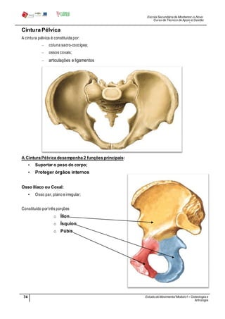 Escola Secundária de Montemor-o-Novo
Curso de Técnico de Apoio à Gestão
Desportiva
74 Estudo do Movimento/ Modulo1 – Osteologia e
Artrologia
Professora: SabinaTique
Cintura Pélvica
A cintura pélvica é constituída por:
– coluna sacro-coccígea;
– ossos coxais;
– articulações e ligamentos
A Cintura Pélvica desempenha 2 funçõesprincipais:
• Suportar o peso do corpo;
• Proteger órgãos internos
Osso Ilíaco ou Coxal:
• Osso par, plano eirregular;
Constituído por três porções
o Ílion
o Ísquion
o Púbis
 
