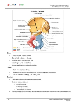 Escola Secundária de Montemor-o-Novo
Curso de Técnico de Apoio à Gestão
Desportiva
75 Estudo do Movimento/ Modulo1 – Osteologia e
Artrologia
Professora: SabinaTique
Ilíon:
• Constitui a parte superior doilíaco;
• É constituído pela asae pelo corpo.
• Apresenta na parte superior do osso uma
crista longaecurva– acrista ilíaca;
• Apresentaa linhainominadaou ílio-pectínia.
Púbis:
• Parte mais interna eanterior;
• Está ligado aoílionpelo ramo íliopúbicoe ao ísquionpelo ramo isquiopúbico;
• Une-se com o seu homólogo,pela sínfise púbica.
Ísquion:
• Trata-seda porçãoposteriore inferior doosso ilíaco;
• Encontra-se subdividido em:
– Corpo doísquion;
– Ramo isquiopúbico;
– Tuberosidade doísquion.
• É a porçãomais fortedo ossoíliaco,sendoa parte quesuportaopesodoindivíduoquandoesteestá sentado;
 