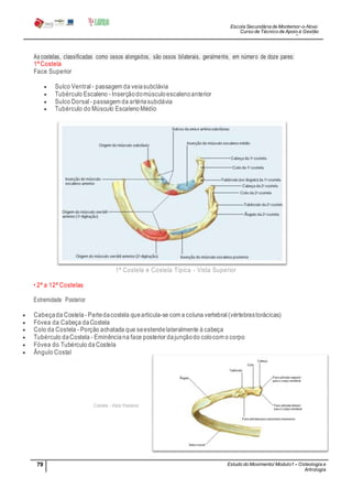 Escola Secundária de Montemor-o-Novo
Curso de Técnico de Apoio à Gestão
Desportiva
79 Estudo do Movimento/ Modulo1 – Osteologia e
Artrologia
Professora: SabinaTique
As costelas, classificadas como ossos alongados, são ossos bilaterais, geralmente, em número de doze pares:
1ªCostela
Face Superior
 Sulco Ventral - passagem da veiasubclávia
 Tubérculo Escaleno - Inserçãodomúsculoescalenoanterior
 Sulco Dorsal - passagem da artériasubclávia
 Tubérculo do Músculo Escaleno Médio
1ª Costela e Costela Típica - Vista Superior
• 2ª a 12ª Costelas
Extremidade Posterior
 Cabeçada Costela- Partedacostela quearticula-se com a coluna vertebral (vértebrastorácicas)
 Fóvea da Cabeça daCostela
 Colo da Costela - Porção achatada que seestendelateralmente à cabeça
 Tubérculo daCostela - Eminênciana face posterior dajunçãodo colocom o corpo
 Fóvea do Tubérculo da Costela
 Ângulo Costal
Costela - Vista Posterior
 