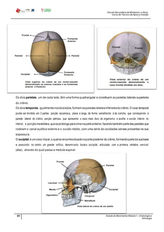 Escola Secundária de Montemor-o-Novo
Curso de Técnico de Apoio à Gestão
Desportiva
81 Estudo do Movimento/ Modulo1 – Osteologia e
Artrologia
Professora: SabinaTique
Os dois parietais, um de cada lado, têm uma forma quadrangular e constituem as paredes laterais superiores
do crânio.
Os dois temporais, igualmentenosdoislados,formam asparedes lateraisinferioresdo crânio. O osso temporal
pode ser dividido em 3 partes: porção escamosa, plana e larga, de forma semelhante à da concha, que corresponde à
parede lateral do crânio; porção petrosa, que apresenta o osso mais duro do organismo e acolhe o ouvido interno no
interior; e porçãomastóidea, queseprolonga paracimanaparteanterior, fazendotambém partedas paredes que
rodeiam o canal auditivo externo e o ouvido médio, com uma série de cavidades aéreas presentes na sua
espessura.
O occipital é um osso ímpar,o qualse encontrasituadonaparteposterior do crânio, formandoparteda suabase
e possuindo no centro um grande orifício, denominado buraco occipital, articulado com a primeira vértebra cervical
(atlas), através do qual passa a medula espinal.
 