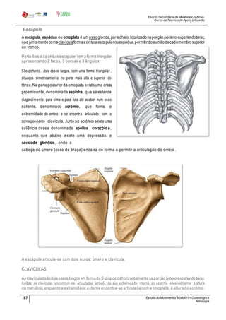 Escola Secundária de Montemor-o-Novo
Curso de Técnico de Apoio à Gestão
Desportiva
87 Estudo do Movimento/ Modulo1 – Osteologia e
Artrologia
Professora: SabinaTique
Escápula
A escápula, espádua ou omoplata é um ossogrande,parechato, localizadonaporção póstero-superiordotórax,
que juntamentecomaclavículaformaacinturaescapularouespádua,permitindoauniãodecadamembrosuperior
ao tronco.
Parte dorsal dacinturaescapular:tem aformatriangular
apresentando 2 faces, 3 bordas e 3 ângulos
São portanto, dois ossos largos, com uma forma triangular ,
situados simetricamente na parte mais alta e superior do
tórax. Na parteposterior daomoplata existeuma crista
proeminente, denominada espinha, que se estende
diagonalmente para cima e para fora até acabar num osso
saliente, denominado acrómio, que forma a
extremidade do ombro e se encontra articulado com a
correspondente clavícula. Junto ao acrómio existe uma
saliência óssea denominada apófise coracóide,
enquanto que abaixo existe uma depressão, a
cavidade glenóide, onde a
cabeça do úmero (osso do braço) encaixa de forma a permitir a articulação do ombro.
A escápula articula-se com dois ossos: úmero e clavícula.
CLAVÍCULAS
As clavículassãodoisossos longos em formadeS,dispostoshorizontalmentenaporção ântero-superiordo tórax.
Ambas as clavículas encontram-se articuladas através da sua extremidade interna ao esterno, sensivelmente à altura
do manúbrio, enquanto a extremidade externa encontra-se articulada com a omoplata, à altura do acrómio.
 