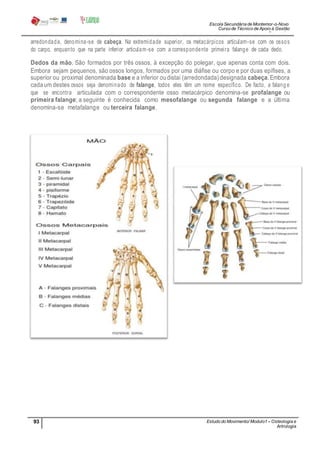 Escola Secundária de Montemor-o-Novo
Curso de Técnico de Apoio à Gestão
Desportiva
93 Estudo do Movimento/ Modulo1 – Osteologia e
Artrologia
Professora: SabinaTique
arredondada, denomina-se de cabeça. Na extremidade superior, os metacárpicos articulam-se com os ossos
do carpo, enquanto que na parte inferior articulam-se com a correspondente primeira falange de cada dedo.
Dedos da mão. São formados por três ossos, à excepção do polegar, que apenas conta com dois.
Embora sejam pequenos, são ossos longos, formados por uma diáfise ou corpo e por duas epífises, a
superior ou proximal denominada base e a inferior ou distai (arredondada) designada cabeça.Embora
cada um destes ossos seja denominado de falange, todos eles têm um nome específico. De facto, a falang e
que se encontra articulada com o correspondente osso metacárpico denomina-se profalange ou
primeira falange; a seguinte é conhecida como mesofalange ou segunda falange e a última
denomina-se metafalange ou terceira falange.
 