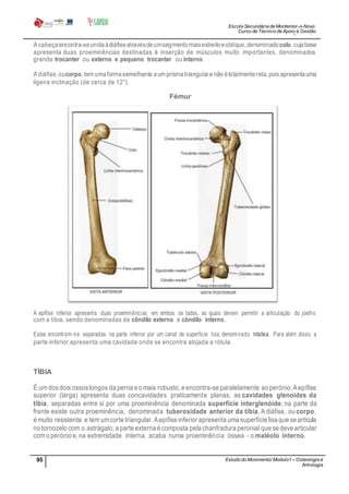 Escola Secundária de Montemor-o-Novo
Curso de Técnico de Apoio à Gestão
Desportiva
95 Estudo do Movimento/ Modulo1 – Osteologia e
Artrologia
Professora: SabinaTique
A cabeçaencontra-seunidaàdiáfiseatravésdeumsegmentomaisestreitoeoblíquo,denominadocolo, cujabase
apresenta duas proeminências destinadas à inserção de músculos muito importantes, denominados
grande trocanter ou externo e pequeno trocanter ou interno.
A diáfise,oucorpo, tem umaformasemelhante aum prismatriangulare não étotalmentereta, pois apresentauma
ligeira inclinação (de cerca de 12°).
Fémur
A epífise inferior apresenta duas proeminências em ambos os lados, as quais devem permitir a articulação do joelho
com a tíbia, sendo denominadas de côndilo externo e côndilo interno.
Estas encontram-se separadas na parte inferior por um canal de superfície lisa, denominado tróclea. Para além disso, a
parte inferior apresenta uma cavidade onde se encontra alojada a rótula.
TÍBIA
É um dosdois ossoslongos da perna eomais robusto,eencontra-se paralelamente aoperónio.Aepífise
superior (larga) apresenta duas concavidades praticamente planas, as cavidades glenoides da
tíbia, separadas entre si por uma proeminência denominada superfície interglenóide; na parte da
frente existe outra proeminência, denominada tuberosidade anterior da tíbia. A diáfise, ou corpo,
émuito resistente e tem umcorte triangular.Aepífise inferior apresenta uma superfície lisa que se articula
no tornozelo com o astrágalo; aparte externa écomposta pela chanfradura peronial que sedeve articular
com operónio e,na extremidade interna, acaba numa proeminência óssea - o maléolo interno.
 