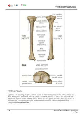 Escola Secundária de Montemor-o-Novo
Curso de Técnico de Apoio à Gestão
Desportiva
96 Estudo do Movimento/ Modulo1 – Osteologia e
Artrologia
Professora: SabinaTique
PERÓNIO (FÍBULA)
O perónio é um osso longo da perna, estando situado na parte externa paralelam ente à tíbia, embora seja
muito menos grosso e resistente. A epífise superior, ou cabeça, encontra-se lateralmente articulada com a
extremidade superior da tíbia. A epífise inferior, através da qual o perónio permanece articulado na zona do
tornozelo com a tíbia ecom o astrágalo, apresenta naextremidade exterior uma proeminência
designada maléolo externo.
 