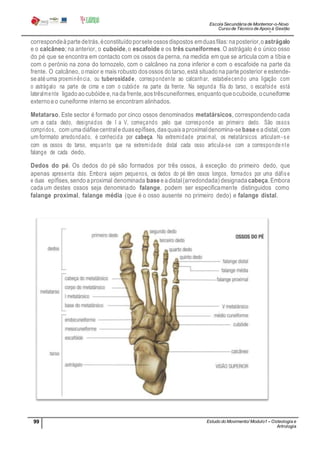 Escola Secundária de Montemor-o-Novo
Curso de Técnico de Apoio à Gestão
Desportiva
99 Estudo do Movimento/ Modulo1 – Osteologia e
Artrologia
Professora: SabinaTique
correspondeàparte detrás,éconstituído porsete ossosdispostos emduasfilas:naposterior,oastrágalo
e o calcâneo; na anterior, o cuboide,o escafoide e os três cuneiformes.O astrágalo é o único osso
do pé que se encontra em contacto com os ossos da perna, na medida em que se articula com a tíbia e
com o perónio na zona do tornozelo, com o calcâneo na zona inferior e com o escafoide na parte da
frente. O calcâneo, omaior e mais robusto dosossos dotarso,está situado naparte posterior eestende-
se até uma proeminência, ou tuberosidade, correspondente ao calcanhar, estabelecendo uma ligação com
o astrágalo na parte de cima e com o cubóide na parte da frente. Na segunda fila do tarso, o escafoide está
lateralmente ligado ao cubóide e,nada frente,aostrêscuneiformes, enquanto que ocuboide,o cuneiforme
externo eo cuneiforme interno se encontram alinhados.
Metatarso. Este sector é formado por cinco ossos denominados metatársicos, correspondendo cada
um a cada dedo, designados de I a V, começando pelo que corresponde ao primeiro dedo. São ossos
compridos, com uma diáfise centrale duasepífises,dasquaisa proximaldenomina-se basee adistal,com
um formato arredondado, é conhecida por cabeça. Na extremidade proximal, os metatársicos articulam -se
com os ossos do tarso, enquanto que na extremidade distal cada osso articula-se com a corresponde nte
falange de cada dedo.
Dedos do pé. Os dedos do pé são formados por três ossos, à exceção do primeiro dedo, que
apenas apresenta dois. Embora sejam pequenos, os dedos do pé têm ossos longos, formados por uma diáfise
e duas epífises,sendo a proximal denominada basee adistal(arredondada) designada cabeça.Embora
cada um destes ossos seja denominado falange, podem ser especificamente distinguidos como
falange proximal, falange média (que é o osso ausente no primeiro dedo) e falange distal.
 