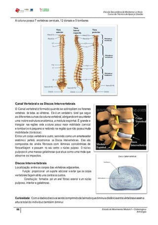 Escola Secundária de Montemor-o-Novo
Curso de Técnico de Apoio à Gestão
Desportiva
66 Estudo do Movimento/ Modulo1 – Osteologia e
Artrologia
Professora: SabinaTique
A coluna possui 7 vertebras cervicais, 12 dorsais e 5 lombares
Canal Vertebral e os Discos Intervertebrais
O Canal vertebral é formado quando se sobrepõem os forames
vertebrais de todas as vértebras. Ele é um verdadeiro túnel que segue
as diferentescurvas dacolunavertebral, abrigandoem seuinterior
uma nobre estrutura anatómica, a medula espinhal. É grande e
triangular nas regiões onde a coluna possui maior mobilidade (cervical
e lombar) e é pequeno e redondo na região que não possuimuita
mobilidade (torácica).
Entre um corpo vertebral e outro, servindo como um amortecedor
anatómico perfeito encontramos os Discos Intervertebrais. Eles são
compostos de anéis fibrosos com lâminas concêntricas de
fibrocartilagem e possuem no seu centro o núcleo pulposo. O núcleo
pulposo é uma massa gelatinosa que atua como uma mola que
absorve os impactos.
Discos Intervertebrais
Localização: entre os corpos das vértebras adjacentes.
Função: proporcionar um suporte adicional e evitar que os corpos
vertebrais façam atrito uns contraos outros.
Constituição: formados por um anel fibroso exterior e um núcleo
pulposo, interior e gelatinoso .
Curiosidade: Com a idadeodiscovaisendocomprimidodetalmodoquediminuiadistânciaentrevértebraseassima
altura totaldo indivíduo também diminui
 