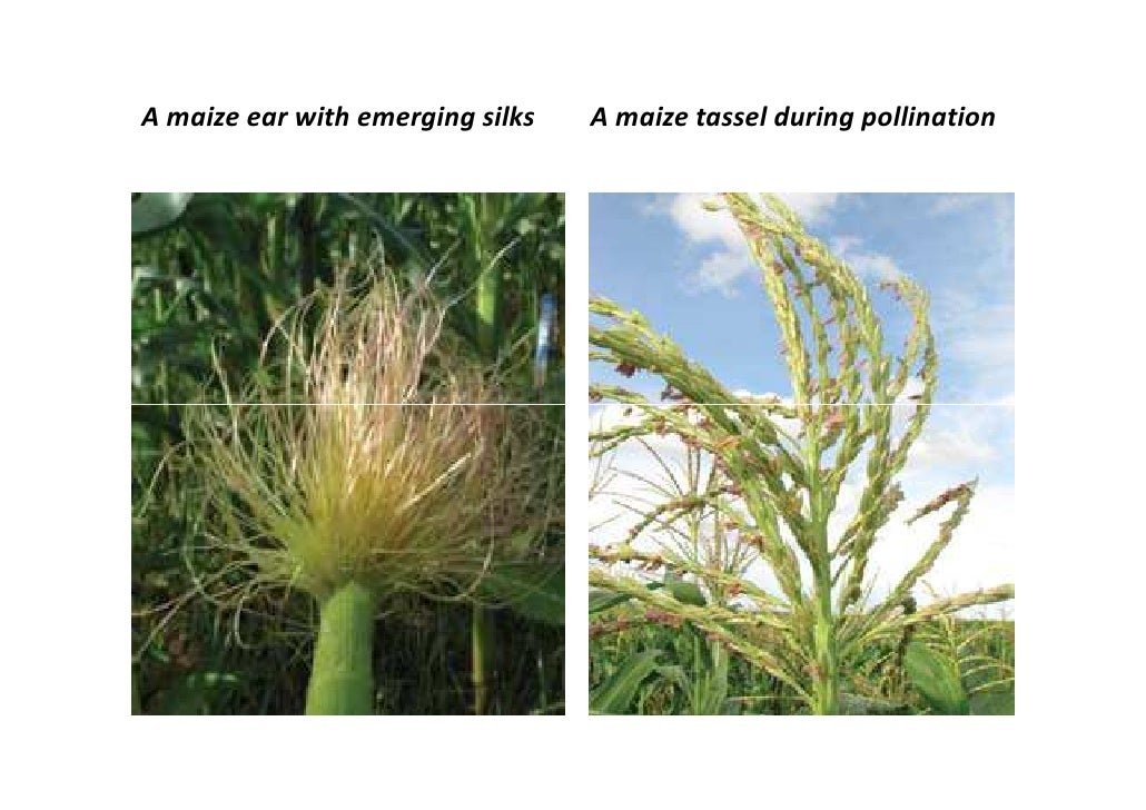 Manual For Maize Production