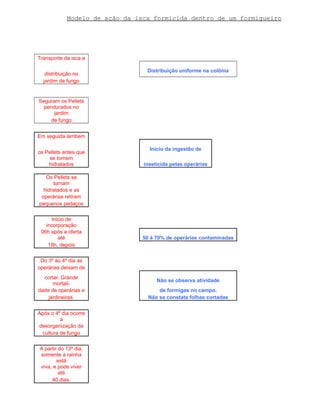 Modelo de ação da isca formicida dentro de um formigueiro 
Transporte da isca e 
distribuição no Distribuição uniforme na colônia 
jardim de fungo 
Seguram os Pellets 
pendurados no 
jardim 
de fungo 
Em seguida lambem 
os Pellets antes que Início da ingestão de 
se tornem 
hidratados inseticida pelas operárias 
Os Pellets se 
tornam 
hidratados e as 
operárias retiram 
pequenos pedaços 
Inicio de 
incorporação 
06h após a oferta 
até 50 á 70% de operárias contaminadas 
18h, depois 
Do 3º ao 4º dia as 
operárias deixam de 
cortar. Grande 
mortali- Não se observa atividade 
dade de operárias e de formigas no campo. 
jardineiras. Não se constata folhas cortadas 
Após o 4º dia ocorre 
a 
desorganização da 
cultura de fungo 
A partir do 13º dia, 
somente a rainha 
está 
viva, e pode viver 
até 
40 dias. 
 