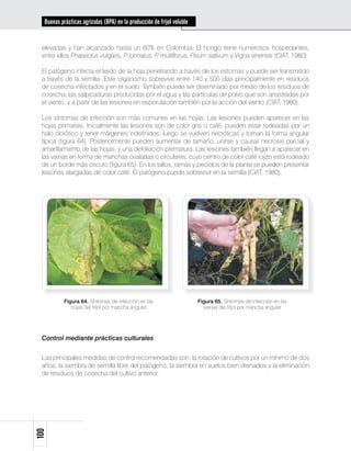 Buenas prácticas agrícolas (BPA) en la producción de fríjol voluble


 elevadas y han alcanzado hasta un 60% en Colombia. El hongo tiene numerosos hospedantes,
 entre ellos Phaseolus vulgaris, P lunnatus, P multiflorus, Pisum sativum y Vigna sinensis (CIAT, 1980).
                                  .           .

 El patógeno infecta el tejido de la hoja penetrando a través de los estomas y puede ser transmitido
 a través de la semilla. Este organismo sobrevive entre 140 y 500 días principalmente en residuos
 de cosecha infectados y en el suelo. También puede ser diseminado por medio de los residuos de
 cosecha, las salpicaduras producidas por el agua y las partículas de polvo que son arrastradas por
 el viento, y a partir de las lesiones en esporulación también por la acción del viento (CIAT, 1980).

 Los síntomas de infección son más comunes en las hojas. Las lesiones pueden aparecer en las
 hojas primarias. Inicialmente las lesiones son de color gris o café, pueden estar rodeadas por un
 halo clorótico y tener márgenes indefinidos; luego se vuelven necróticas y toman la forma angular
 típica (figura 64). Posteriormente pueden aumentar de tamaño, unirse y causar necrosis parcial y
 amarillamiento de las hojas, y una defoliación prematura. Las lesiones también llegan a aparecer en
 las vainas en forma de manchas ovaladas o circulares, cuyo centro de color café rojizo está rodeado
 de un borde más oscuro (figura 65). En los tallos, ramas y pecíolos de la planta se pueden presentar
 lesiones alargadas de color café. El patógeno puede sobrevivir en la semilla (CIAT, 1980).




           Figura 64. Síntomas de infección en las                      Figura 65. Síntomas de infección en las
              hojas del fríjol por mancha angular                         vainas del fríjol por mancha angular




 Control mediante prácticas culturales


 Las principales medidas de control recomendadas son: la rotación de cultivos por un mínimo de dos
 años, la siembra de semilla libre del patógeno, la siembra en suelos bien drenados y la eliminación
 de residuos de cosecha del cultivo anterior.
100
 