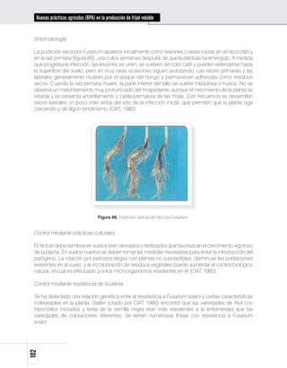 Buenas prácticas agrícolas (BPA) en la producción de fríjol voluble


 Sintomatología

 La pudrición seca por Fusarium aparece inicialmente como lesiones o vetas rojizas en el hipocótilo y
 en la raíz primaria (figura 66), una o dos semanas después de que la plántula ha emergido. A medida
 que progresa la infección, las lesiones se unen, se vuelven de color café y pueden extenderse hasta
 la superficie del suelo, pero en muy raras ocasiones siguen avanzando. Las raíces primarias y las
 laterales generalmente mueren por el ataque del hongo y permanecen adheridas como residuos
 secos. Cuando la raíz primaria muere, la parte inferior del tallo se vuelve medulosa o hueca. No se
 observa un marchitamiento muy pronunciado del hospedante, aunque el crecimiento de la planta se
 retarda y se presenta amarillamiento y caída prematura de las hojas. Con frecuencia se desarrollan
 raíces laterales un poco más arriba del sitio de la infección inicial, que permiten que la planta siga
 creciendo y dé algún rendimiento (CIAT, 1980).




                                     Figura 66. Pudrición radical del fríjol por Fusarium.


 Control mediante prácticas culturales

 El fríjol se debe sembrar en suelos bien drenados y fertilizados que favorezcan el crecimiento vigoroso
 de la planta. En suelos nuevos se deben tomar las medidas necesarias para evitar la introducción del
 patógeno. La rotación por períodos largos con plantas no susceptibles, disminuye las poblaciones
 existentes en el suelo, y la incorporación de residuos vegetales puede aumentar el control biológico
 natural, el cual es efectuado por los microorganismos residentes en él (CIAT, 1980).

 Control mediante resistencia de la planta

 Se ha detectado una relación genética entre la resistencia a Fusarium solani y ciertas características
 indeseables en la planta. Statler (citado por CIAT, 1980) encontró que las variedades de fríjol con
 hipocótilos morados y testa de la semilla negra eran más resistentes a la enfermedad que las
 variedades de coloraciones diferentes. Se tienen numerosas líneas con resistencia a Fusarium
 solani.
102
 