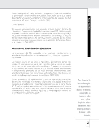 Pierre (citado por CIAT, 1980), encontró que la producción de faseolina inhibe
la germinación y el crecimiento de Fusarium solani, razón por la cual podría
desempeñar un papel muy importante en la resistencia. La variedad ICA TUI




                                                                                                     Manejo fitosanitario
es resistente a F. solani (Tamayo y Londoño, 2001).

Control químico

Se conocen varios productos que aplicados al suelo pueden disminuir la
infección por Fusarium solani. Adbel Rahman (citado por CIAT, 1980) consiguió
muy buen control con benomil, aplicado en aspersión sobre el surco (0,56 kg/
ha), puesto inmediatamente después de la siembra. Sin embargo, la mayoría
de los tratamientos químicos no son muy efectivos, puesto que las raíces
laterales se benefician muy poco o nada con la aplicación del fungicida (Burke
et al, citados por CIAT, 1980).


Amarillamiento o marchitamiento por Fusarium

La enfermedad del fríjol conocida como fusariosis, marchitamiento o
amarillamiento por Fusarium es causada por el hongo Fusarium oxysporum f.
sp. phaseoli.

La infección ocurre en las raíces e hipocótilos, generalmente donde hay
heridas. El sistema vascular de la raíz, hipocótilo, tallo y pecíolo se puede
decolorar a medida que el tejido se torna café rojizo. El hongo puede ocasionar
el taponamiento del sistema vascular, lo cual produce un leve amarillamiento
y envejecimiento prematuro de las hojas inferiores. Posteriormente, este
amarillamiento se hace más pronunciado y afecta las hojas más jóvenes, sin
que la planta llegue, por lo general, a marchitarse (CIAT, 1980).

Es una enfermedad de importancia en cultivos de fríjol ubicados en zonas              Para el control de
de clima frío moderado en Colombia. Se presenta en la época de floración
mediante un amarillamiento y marchitamiento repentinos de la planta (figura          la mancha angular
67). El patógeno coloniza las raíces y produce una pudrición seca en el sistema        se recomienda la
vascular de la raíz, más notoria en la base del tallo de la planta, que ocasiona
un hinchamiento en esta estructura (figura 68). El hongo se puede transmitir en    rotación de cultivos
la semilla (Tamayo y Londoño, 2001).                                                     por periodos no
                                                                                         inferiores a dos
                                                                                           años. Aplicar
                                                                                      fungicidas a base
                                                                                      de benomil, metil
                                                                                   tiofanato,oxicloruro
                                                                                        de cobre y caldo
                                                                                                bordelés.
                                                                                                  103
 