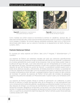 Buenas prácticas agrícolas (BPA) en la producción de fríjol voluble




         Figura 67. Amarillamiento o marchitamiento                     Figura 68. Pudrición seca de raíces
              de la planta de fríjol por Fusarium                       y base del tallo de fríjol por Fusarium.


 Como medidas de control cultural se recomienda la siembra en caballones, aporque alto, un
 adecuado tutorado del cultivo, evitar ocasionar heridas a las plantas y rotar con cultivos no susceptibles
 como cereales y hortalizas. Se conocen algunas variedades resistentes, tales como un fríjol común
 denominado bolón blanco, que se cultiva en Colombia en el departamento de Nariño (Tamayo y
 Londoño, 2001).


 Pudrición Radical por Pythium

 Es causada por varias especies de Pythium, tales como P Irregulari, P Aphanidermatum y P
                                                        .             .                  .
 myriotilum.

 Las especies de Pythium son habitantes naturales del suelo que sobreviven saprofíticamente
 formando estructuras de resistencia; la alta humedad del suelo favorece su desarrollo. La dispersión
 en el campo generalmente ocurre a partir de las zoosporas, toda vez que éstas pueden nadar en
 la película del agua del suelo, o por otras estructuras que son transportadas por el viento o por
 las salpicaduras de agua. Generalmente penetran a través de la superficie intacta del hospedante
 después de que han formado los puntos de infección. La penetración también puede ocurrir a
 través de las aberturas naturales y, directamente, de heridas presentes en el tejido. La severidad de
 la infección depende de factores tales como los exudados de la planta, la densidad del inóculo, la
 humedad, la temperatura y el pH del suelo. La patogenicidad es mayor en suelos con alto contenido
 de humedad. En general, las especies de Pythium forman parte del complejo de patógenos
 causantes de pudriciones radicales con Rhizoctonia solani, Fusarium solani y los nemátodos (CIAT,
 1980).

 Las especies de Pythium pueden infectar la semilla en germinación, los cotiledones, la yema
 terminal, la radícula y el tejido del hipocótilo antes de la emergencia, lo cual eventualmente trae
 como consecuencia la muerte de la plántula. Las plántulas que sobreviven pueden morir tres a cinco
 días después de emerger. Los síntomas de marchitamiento por Pythium se manifiestan en forma
 de lesiones húmedas, alargadas en el hipocótilo y en las raíces, una a tres semanas después de la
 siembra. A medida que la infección progresa, las lesiones se secan y toman un color entre canela y
 café y su superficie se ve levemente deprimida (figura 69). Pythium también puede infectar plántulas
 o plantas adultas (CIAT, 1980).
104
 