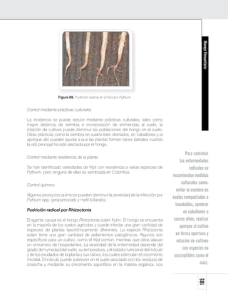 Manejo fitosanitario
                  Figura 69. Pudrición radical en el fríjol por Pythium.


Control mediante prácticas culturales

La incidencia se puede reducir mediante prácticas culturales, tales como
mayor distancia de siembra e incorporación de enmiendas al suelo; la
rotación de cultivos puede disminuir las poblaciones del hongo en el suelo.
Otras prácticas como la siembra en suelos bien drenados, en caballones y el
aporque alto pueden ayudar a que las plantas formen raíces laterales cuando
la raíz principal ha sido afectada por el hongo.

                                                                                            Para controlar
Control mediante resistencia de la planta
                                                                                        las enfermedades
Se han identificado variedades de fríjol con resistencia a varias especies de                  radicales se
Pythium, pero ninguna de ellas es sembrada en Colombia.
                                                                                   recomiendan medidas
Control químico                                                                          culturales como:
                                                                                      evitar la siembra en
Algunos productos químicos pueden disminuir la severidad de la infección por
Pythium spp. (propamocarb y metil tiofanato).
                                                                                   suelos compactados e
                                                                                     inundables, sembrar
Pudrición radical por Rhizoctonia                                                          en caballones o
El agente causal es el hongo Rhizoctonia solani Kuhn. El hongo se encuentra         surcos altos, realizar
en la mayoría de los suelos agrícolas y puede infectar una gran cantidad de             aporque al cultivo
especies de plantas taxonómicamente diferentes. La especie Rhizoctonia
solani tiene una gran cantidad de aislamientos patogénicos. Algunos son              en forma oportuna y
específicos para un cultivo, como el fríjol común, mientras que otros atacan          rotación de cultivos
un sinnúmero de hospedantes. La severidad de la enfermedad depende del
grado de humedad del suelo, su temperatura, y el estado nutricional del inóculo           con especies no
y de los exudados de la planta y sus raíces, los cuales estimulan el crecimiento    susceptibles como el
micelial. El inóculo puede sobrevivir en el suelo asociado con los residuos de
cosecha y mediante su crecimiento saprofítico en la materia orgánica. Los                             maíz.
                                                                                                    105
 