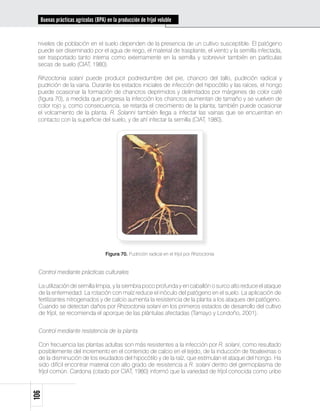 Buenas prácticas agrícolas (BPA) en la producción de fríjol voluble


 niveles de población en el suelo dependen de la presencia de un cultivo susceptible. El patógeno
 puede ser diseminado por el agua de riego, el material de trasplante, el viento y la semilla infectada,
 ser trasportado tanto interna como externamente en la semilla y sobrevivir también en partículas
 secas de suelo (CIAT, 1980).

 Rihzoctonia solani puede producir podredumbre del pie, chancro del tallo, pudrición radical y
 pudrición de la vaina. Durante los estados iniciales de infección del hipocótilo y las raíces, el hongo
 puede ocasionar la formación de chancros deprimidos y delimitados por márgenes de color café
 (figura 70), a medida que progresa la infección los chancros aumentan de tamaño y se vuelven de
 color rojo y, como consecuencia, se retarda el crecimiento de la planta; también puede ocasionar
 el volcamiento de la planta. R. Solanni también llega a infectar las vainas que se encuentran en
 contacto con la superficie del suelo, y de ahí infectar la semilla (CIAT, 1980).




                                   Figura 70. Pudrición radical en el fríjol por Rhizoctonia


  Control mediante prácticas culturales

  La utilización de semilla limpia, y la siembra poco profunda y en caballón o surco alto reduce el ataque
  de la enfermedad. La rotación con maíz reduce el inóculo del patógeno en el suelo. La aplicación de
  fertilizantes nitrogenados y de calcio aumenta la resistencia de la planta a los ataques del patógeno.
  Cuando se detectan daños por Rhizoctonia solani en los primeros estados de desarrollo del cultivo
  de fríjol, se recomienda el aporque de las plántulas afectadas (Tamayo y Londoño, 2001).


  Control mediante resistencia de la planta

  Con frecuencia las plantas adultas son más resistentes a la infección por R. solani, como resultado
  posiblemente del incremento en el contenido de calcio en el tejido, de la inducción de fitoalexinas o
  de la disminución de los exudados del hipocótilo y de la raíz, que estimulan el ataque del hongo. Ha
  sido difícil encontrar material con alto grado de resistencia a R. solani dentro del germoplasma de
  fríjol común. Cardona (citado por CIAT, 1980) informó que la variedad de fríjol conocida como uribe
106
 