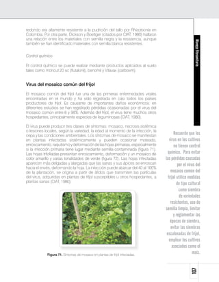 redondo era altamente resistente a la pudrición del tallo por Rhizotocnia en
Colombia. Por otra parte, Dickson y Boettger (citados por CIAT, 1980) hallaron
una relación entre los materiales con semilla negra y la resistencia, aunque




                                                                                                     Manejo fitosanitario
también se han identificado materiales con semilla blanca resistentes.


Control químico

El control químico se puede realizar mediante productos aplicados al suelo
tales como moncut 20 sc (flutalonil), benomil y Vitavax (carboxim).


Virus del mosaico común del fríjol

El mosaico común del fríjol fue una de las primeras enfermedades virales
encontradas en el mundo y ha sido registrada en casi todos los países
productores de fríjol. Es causante de importantes daños económicos: en
diferentes estudios se han registrado pérdidas ocasionadas por el virus del
mosaico común entre 6 y 98%. Además del fríjol, el virus tiene muchos otros
hospedantes, principalmente especies de leguminosas (CIAT, 1980).

El virus puede producir tres clases de síntomas: mosaico, necrosis sistémica
o lesiones locales, según la variedad, la edad al momento de la infección, la
cepa y las condiciones ambientales. Los síntomas de mosaico se manifiestan             Recuerde que los
en plantas infectadas sistémicamente y pueden ocasionar moteado,                    virus en los cultivos
enroscamiento, raquitismo y deformación de las hojas primarias, especialmente           no tienen control
si la infección primaria tiene lugar mediante semilla contaminada (figura 71).
Las hojas trifoliadas presentan enroscamiento, deformación y un mosaico de         químico. Para evitar
color amarillo y varias tonalidades de verde (figura 72). Las hojas infectadas   las pérdidas causadas
aparecen más delgadas y alargadas que las sanas y sus ápices se enroscan                  por el virus del
hacia el envés, deformando la hoja. La infección puede abarcar del 40 al 100%
de la plantación, se origina a partir de áfidos que transmiten las partículas        mosaico común del
del virus, adquiridas en plantas de fríjol susceptibles u otros hospedantes, a     fríjol utilice medidas
plantas sanas (CIAT, 1980).
                                                                                          de tipo cultural
                                                                                           como siembra
                                                                                           de variedades
                                                                                     resistentes, uso de
                                                                                 semilla limpia, limitar
                                                                                       y reglamentar las
                                                                                     épocas de siembra,
                                                                                     evitar las siembras
                                                                                  escalonadas de fríjol,
                                                                                    emplear los cultivos
                                                                                      asociados como el
            Figura 71. Síntomas de mosaico en plantas de fríjol infectadas.
                                                                                                     maíz.
                                                                                                   107
 