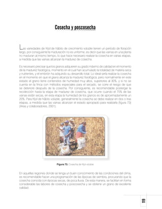 Cosecha y poscosecha


Las variedades de fríjol de hábito de crecimiento voluble tienen un período de floración
largo, por consiguiente la maduración no es uniforme, es decir que las vainas en una planta
no maduran al mismo tiempo, lo que hace necesario realizar la cosecha en varias etapas,
a medida que las vainas alcanzan la madurez de cosecha.

Es necesario precisar que los granos adquieren su grado máximo de calidad en el momento
de la madurez fisiológica, momento en el cual han acumulado la totalidad de materia seca
y nutrientes, y el embrión ha adquirido su desarrollo total. Lo ideal sería realizar la cosecha
en el momento en que el grano alcanza la madurez fisiológica, pero normalmente en este
estado el grano tiene contenidos de humedad muy altos, superiores al 30%, y si no se
cuenta en la finca con métodos especiales para el secado, se corre el riesgo de que
se deteriore después de la cosecha. Por consiguiente, es recomendable postergar la
recolección hasta la etapa de madurez de cosecha, que ocurre cuando el 75% de las
vainas están secas, en esta etapa la humedad de los granos es de aproximadamente un
20%. Para fríjol de hábito voluble, generalmente la cosecha se debe realizar en dos o tras
etapas, a medida que las vainas alcanzan el estado apropiado para realizarla (figura 73)
(Arias y colaboradores, 2001).




                               Figura 73. Cosecha de fríjol voluble


En aquellas regiones donde se tenga un buen conocimiento de las condiciones del clima,
es recomendable hacer una programación de las épocas de siembra, procurando que la
cosecha coincida con épocas secas, de poca lluvia. De esta manera, se facilitan en forma
considerable las labores de cosecha y poscosecha y se obtiene un grano de excelente
calidad.
                                                                                                  119
 