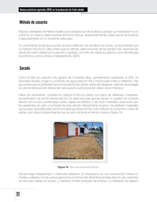 Buenas prácticas agrícolas (BPA) en la producción de fríjol voluble



  Método de cosecha
 Para las variedades de hábito voluble, por la arquitectura de la planta y porque su maduración no es
 uniforme, la cosecha debe hacerse de forma manual, desprendiendo las vainas secas de la planta
 y depositándolas en un recipiente adecuado.

 Es conveniente anotar que cuando se hace selección de semilla en el campo, se recomienda que
 un operario recorra el cultivo antes que los demás, seleccionando de las plantas más vigorosas las
 vainas de mejor calidad por su tamaño y sanidad, con el fin de utilizar sus granos como semilla para
 los próximos cultivos (Arias y colaboradores, 2001).



  Secado
 Como el fríjol se cosecha con grados de humedad altos, generalmente superiores al 20%, es
 necesario secarlo y bajar su contenido de agua hasta el 15% o menos para evitar su deterioro. Hay
 que anotar que es preferible hacer el secado en las vainas, antes del desgrane, tratando de proteger
 los granos de la acción directa del calor, para lo cual se pueden utilizar varios métodos:

 Patios de secamiento: consiste en colocar el fríjol en patios con pisos de diferentes materiales,
 sometiéndolo a la acción directa del sol. Se debe procurar que las vainas no queden en contacto
 directo con el piso, poniéndolas sobre carpas de plástico o de otros materiales, para evitar que
 los gradientes de calor y humedad de éste afecten directamente el grano. Se prefieren materiales
 que puedan absorber parte de la humedad que libera el fríjol. Este método es económico y fácil de
 aplicar, pero tiene la desventaja de que es poco eficiente en tiempo lluvioso (figura 74).




                                         Figura 74. Patios de secamiento del fríjol.

 Secado bajo marquesinas o coberturas plásticas: la marquesina es una construcción rústica en
 madera y plástico con la cual se aprovecha en forma más eficiente la energía del sol y las corrientes
 de aire para realizar el secado, y mantiene el fríjol protegido de la lluvia. La cobertura de plástico
120
 