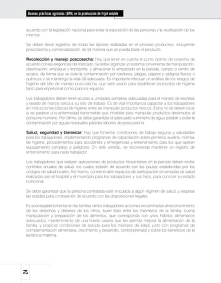 Buenas prácticas agrícolas (BPA) en la producción de fríjol voluble


 acuerdo con la legislación nacional para evitar la exposición de las personas y la reutilización de los
 mismos.

 Se deben llevar registros de todas las labores realizadas en el proceso productivo, incluyendo
 poscosecha y comercialización, de tal manera que se pueda trazar el producto.

 Recolección y manejo poscosecha: Hay que tener en cuenta el punto óptimo de cosecha de
 acuerdo con las exigencias del mercado. Se debe organizar un sistema conveniente de manipulación,
 clasificación, empaque y transporte, y almacenar lo empacado en la parcela, campo o centro de
 acopio, de forma que se evite la contaminación por roedores, plagas, pájaros o peligros físicos o
 químicos y se mantenga la vida útil adecuada. Es importante efectuar un análisis de los riesgos de
 higiene del sitio de manejo poscosecha, que será usado para establecer protocolos de higiene
 tanto para el personal como para los equipos.

 Los trabajadores deben tener acceso a unidades sanitarias adecuadas para el manejo de excretas
 y lavado de manos cerca a su sitio de trabajo. Es de vital importancia capacitar a los trabajadores
 en instrucciones básicas de higiene antes de manipular productos frescos. Éstos no se deben tocar
 si se padece una enfermedad transmisible que inhabilite para manipular productos destinados al
 consumo humano. Por último, se debe garantizar el adecuado suministro de agua potable y evitar la
 contaminación por aguas residuales para las labores de poscosecha.

 Salud, seguridad y bienestar: Hay que fomentar condiciones de trabajo seguras y saludables
 para los trabajadores, implementando programas de capacitación sobre primeros auxilios, normas
 de higiene, procedimientos para accidentes y emergencias y entrenamiento para los que operan
 equipamiento complejo o peligroso. En este sentido, se recomienda mantener un registro de
 entrenamiento para cada trabajador.

 Los trabajadores que realizan aplicaciones de productos fitosanitarias en la parcela deben recibir
 controles anuales de salud, los cuales estarán de acuerdo con las pautas establecidas por los
 códigos de salud locales. Así mismo, conviene abrir espacios de participación en jornadas de salud
 realizadas por el hospital y el municipio para los trabajadores y sus hijos, para conocer su estado
 nutricional.

 Se debe garantizar que la persona contratada esté vinculada a algún régimen de salud, y respetar
 las edades para contratación de acuerdo con las disposiciones legales.

 Es aconsejable fomentar en las familias de los trabajadores acciones encaminadas al reconocimiento
 de los derechos y deberes de los niños, buen trato entre los miembros de la familia, buena
 manipulación y preparación de los alimentos, que corresponda con unos hábitos alimentarios
 adecuados, mantenimiento de una huerta casera que les permita mejorar la alimentación de la
 familia, y propiciar condiciones de estudio para los menores de edad, junto con programas de
 complementación alimentaria, crecimiento y desarrollo, control prenatal y sobre los beneficios de la
 lactancia materna.
24
 